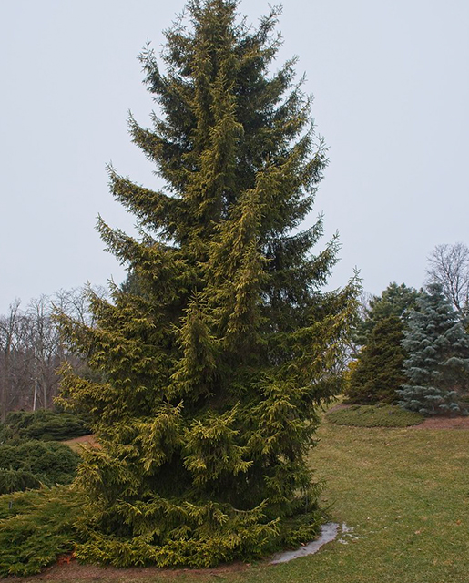 Oriental spruce tree
