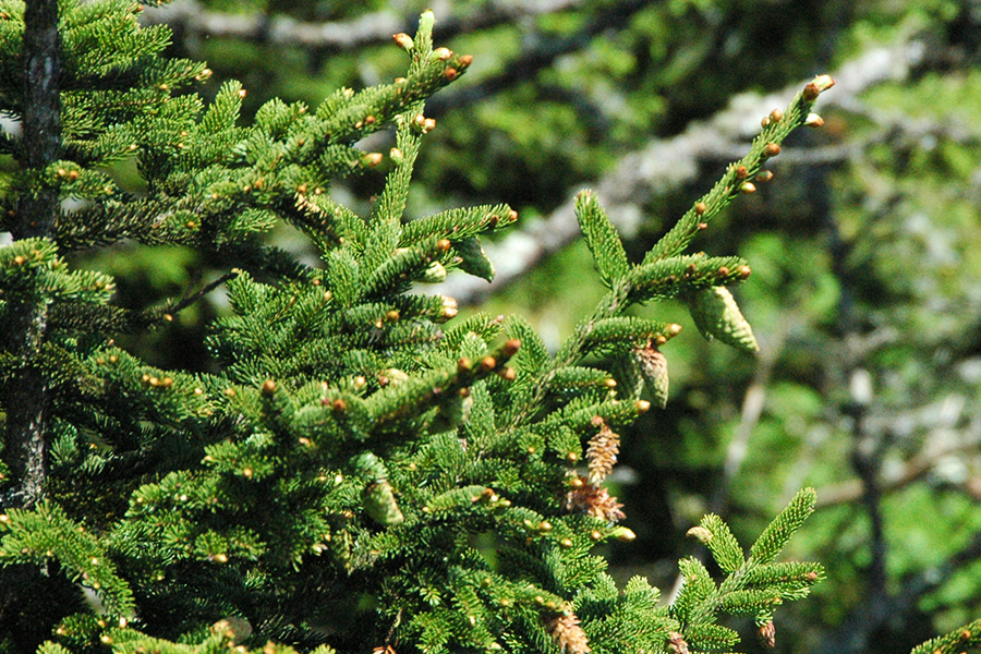Red spruce leaf