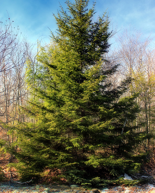 Red spruce tree