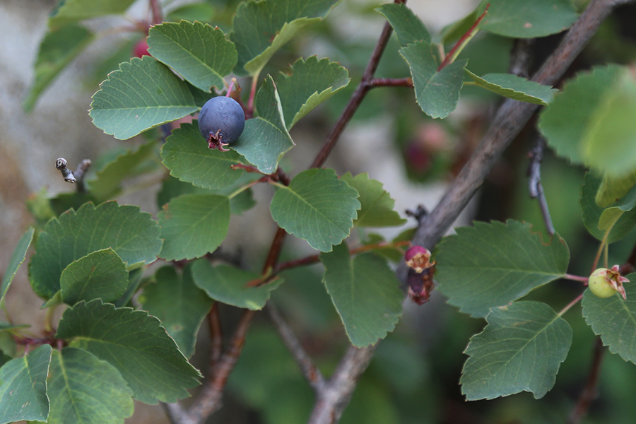 Serviceberry leaf