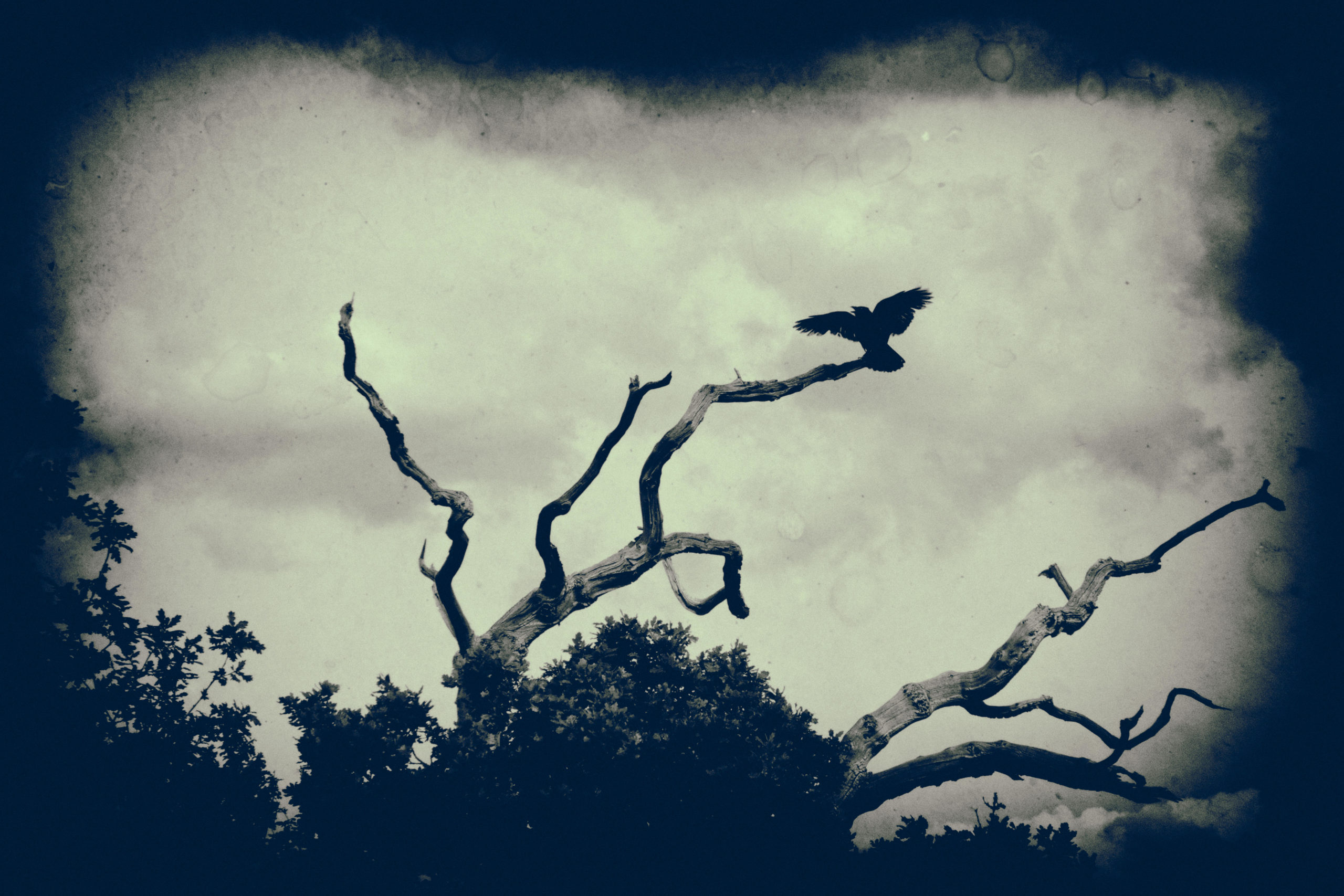 Spooky crow in tree