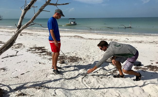 Two students on beach looking at turtle nests