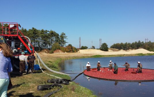 Cranberry Harvest