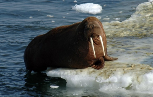 Walrus