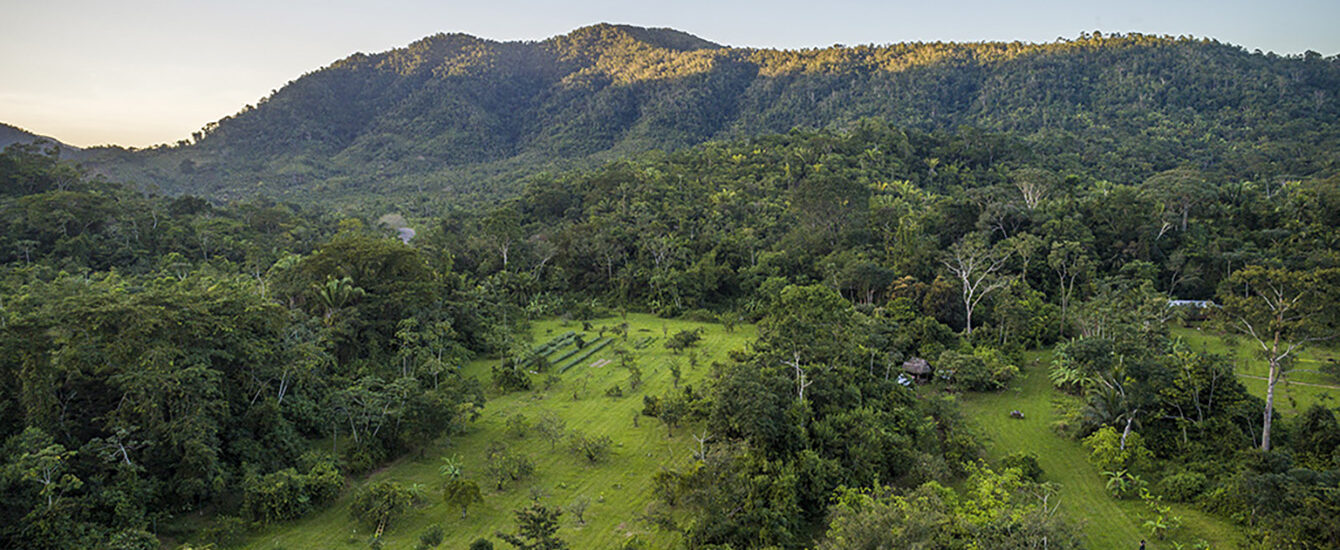 Forest and mountain