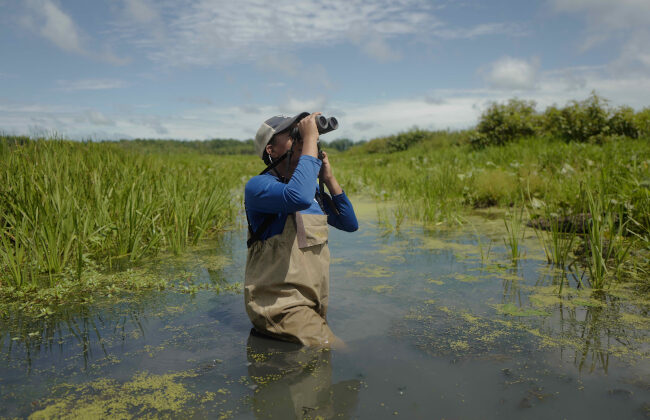Student with binoculars in swampy marsh