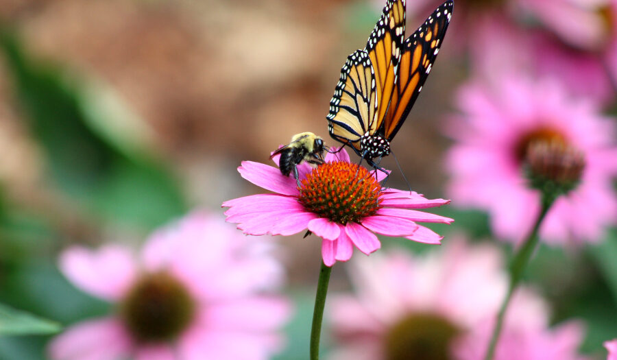 Bee and butterfly on flower