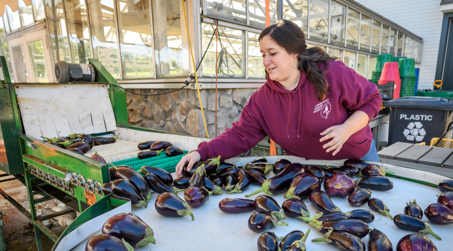 Woman gathering eggplants on a table