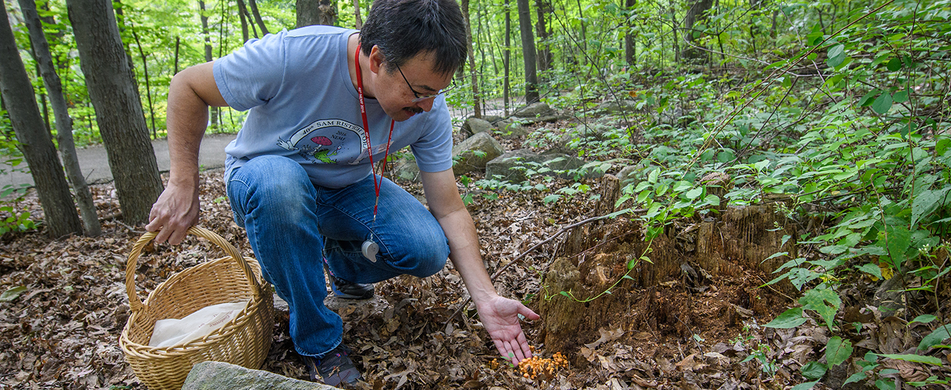 David Hibbett in woods picking fungi