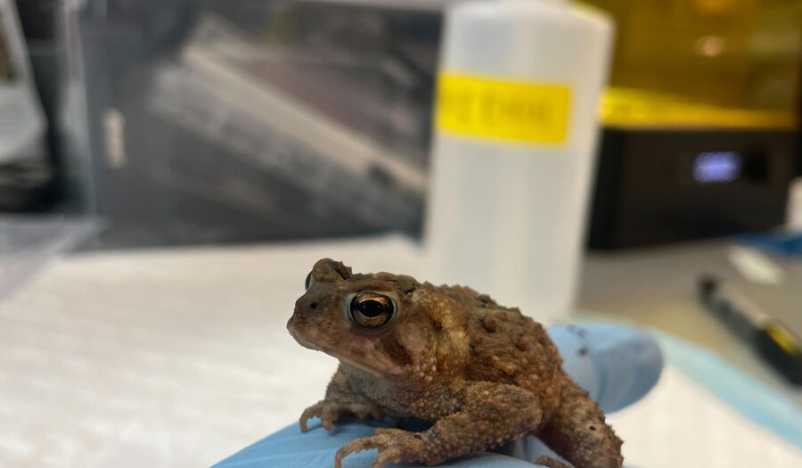 American Toad in researcher's hand