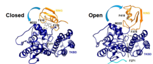 Protein dynamics and protein degradation