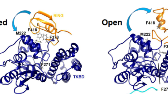 Protein dynamics and protein degradation