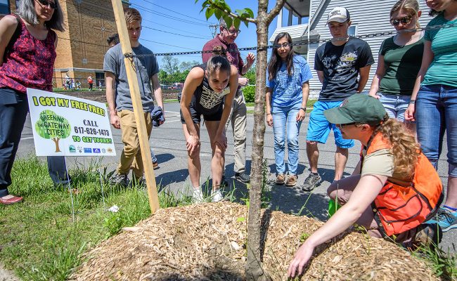 DCR Foresters explain how to plant street trees effectively