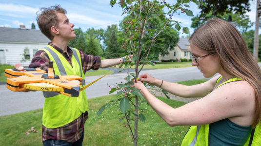 HERO Fellows Benjamin Ryan and Shannan Reault measure a tree in Leominster.