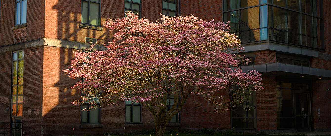 Math and Physics building with blooming tree