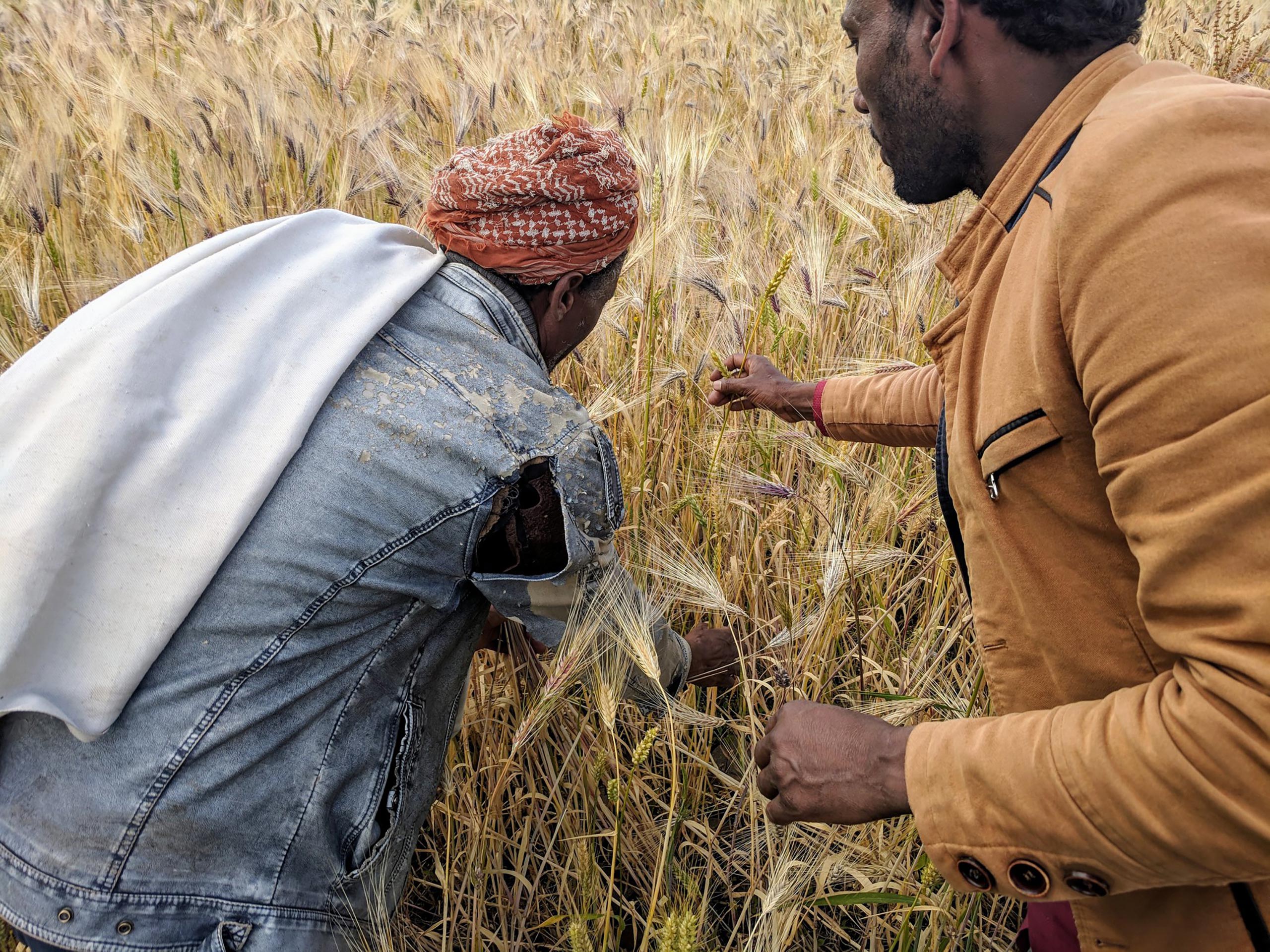 A researchers and farmer working together on sustainable agricultural production in Ethiopia