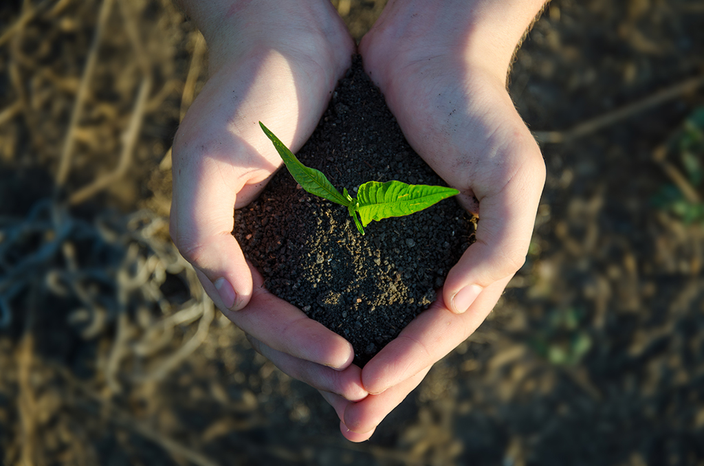 Hands holding seedling with soil