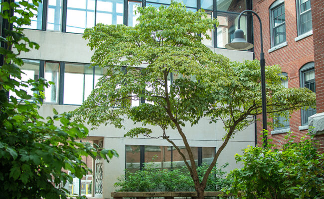 Arthur M. Sackler Sciences Center tree view