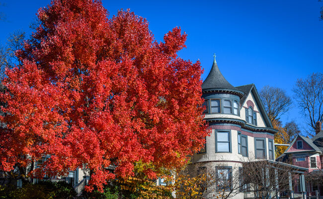 Harrington House - President's House - fall bright orange tree