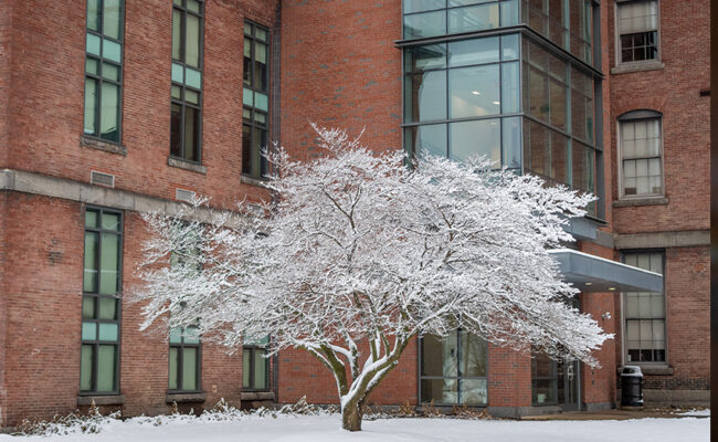 cherry tree covered in snow math physics building