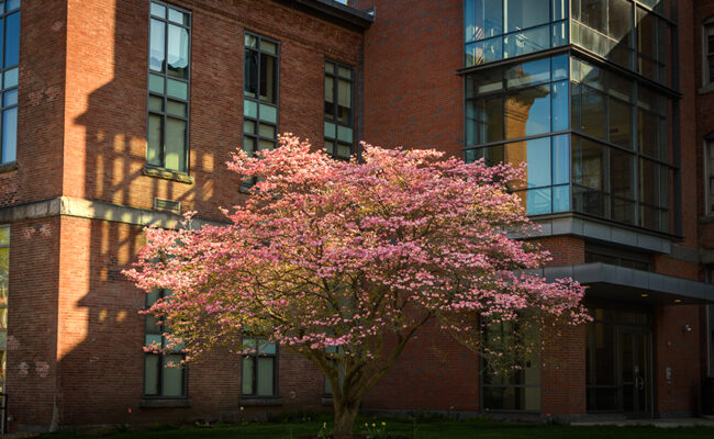 cherry blossom tree in courtyard at math building