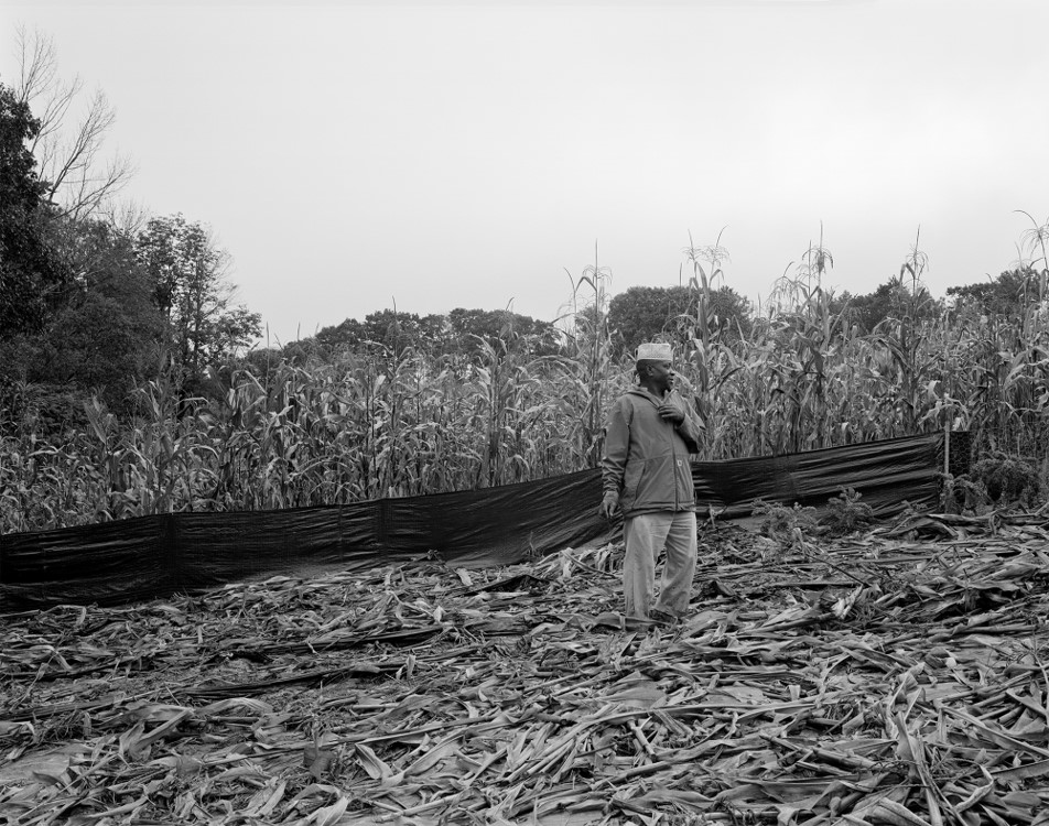 Sidi in His Corn Field 2018, Photograph