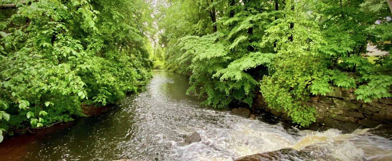 a river flows through a lush green forest