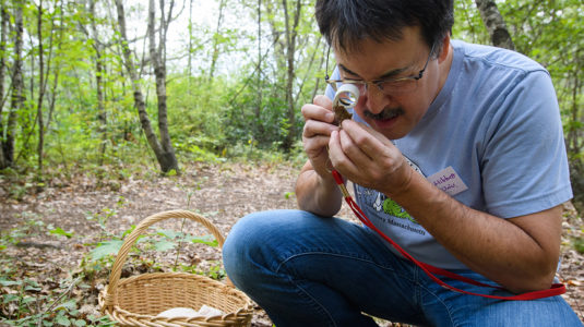 david hibbett examines mushroom