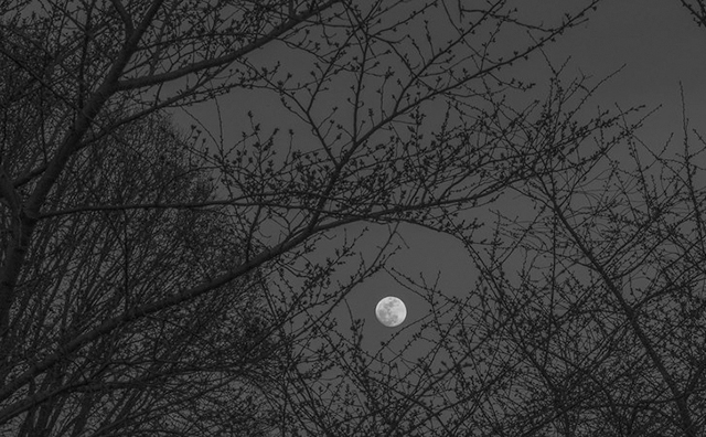 cherry tree with moon
