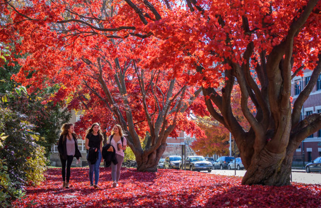 Three female students walking under trees on campus