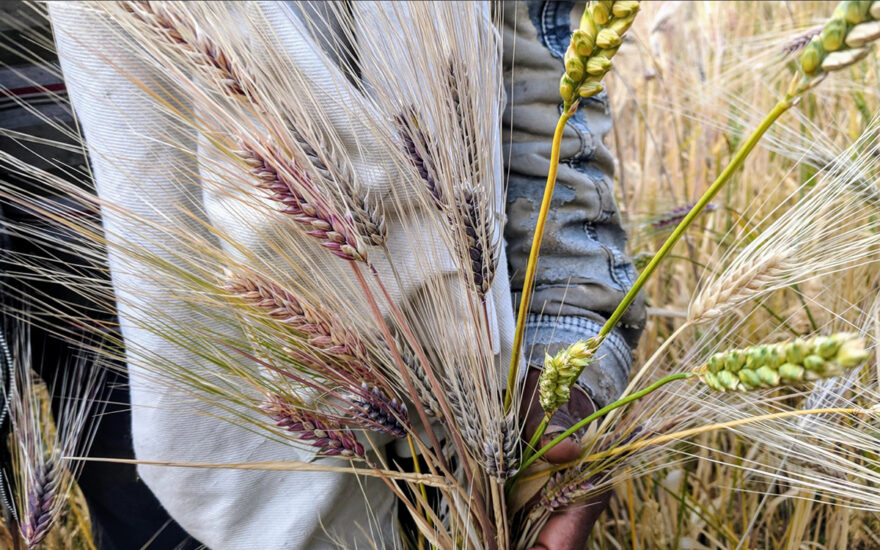 person walking in wheat field