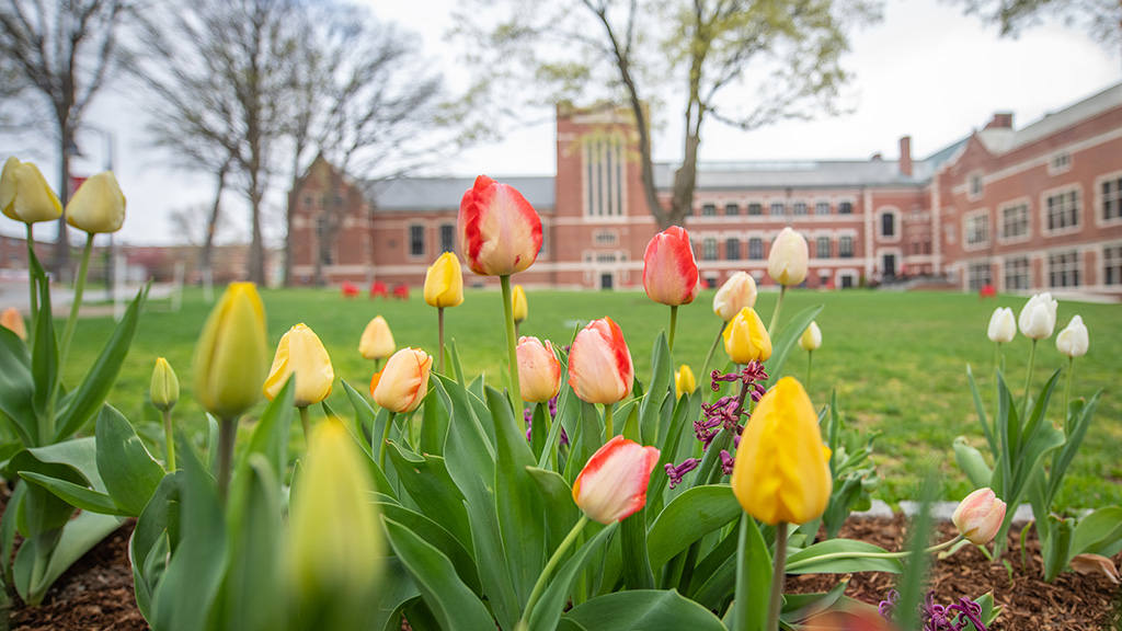 Tulips on Clark University campus with Jefferson Academic Center in the background
