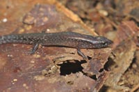 A skink with five digits on each limb