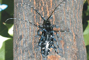 The Asian long-horned beetle