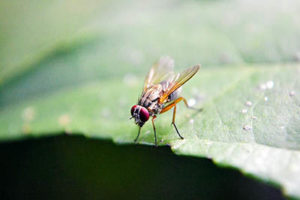Picture of a fly