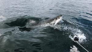 shark surfacing to the water