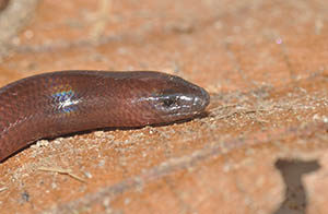 A skink that evolved to lose its limbs