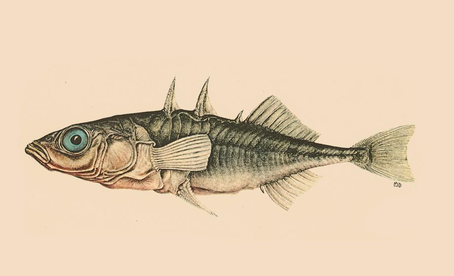 Threespine stickleback fish