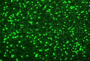 Fluorescence micrograph of prokaryotes and viruses stained green