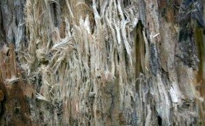 White rot on birch (Photo: Sten Porse)
