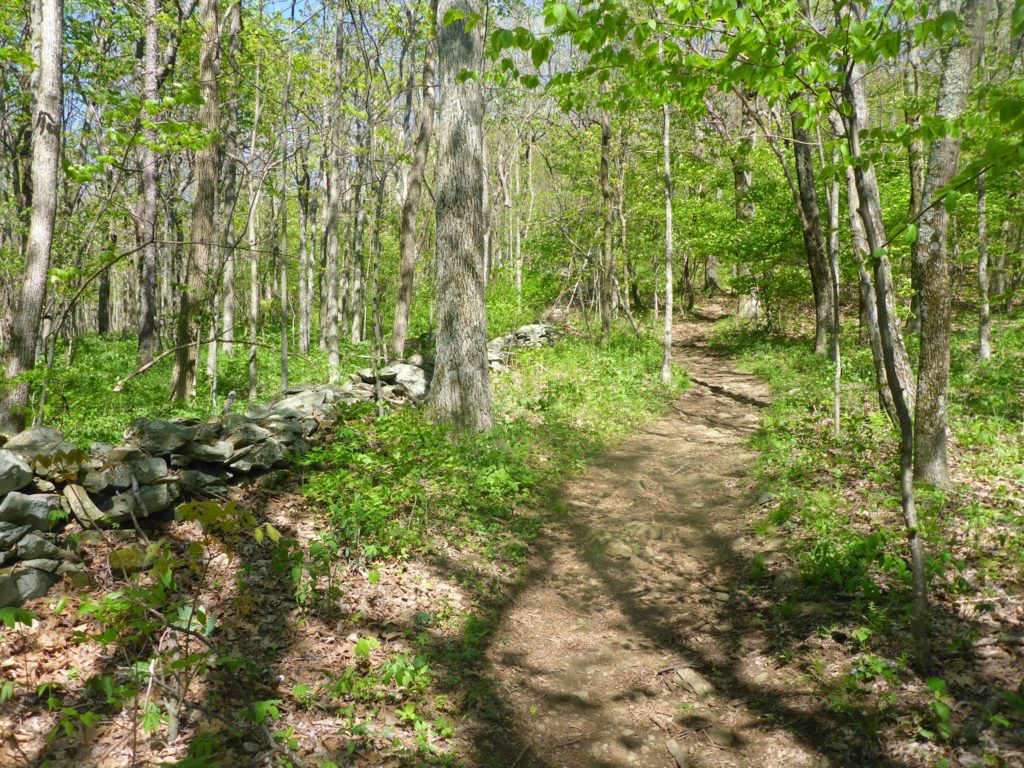 The Appalachian Trail in Waynesboro on Day 60 of Clark University senior Ted Randich's thru-hike. (Photo by Ted Randich)
