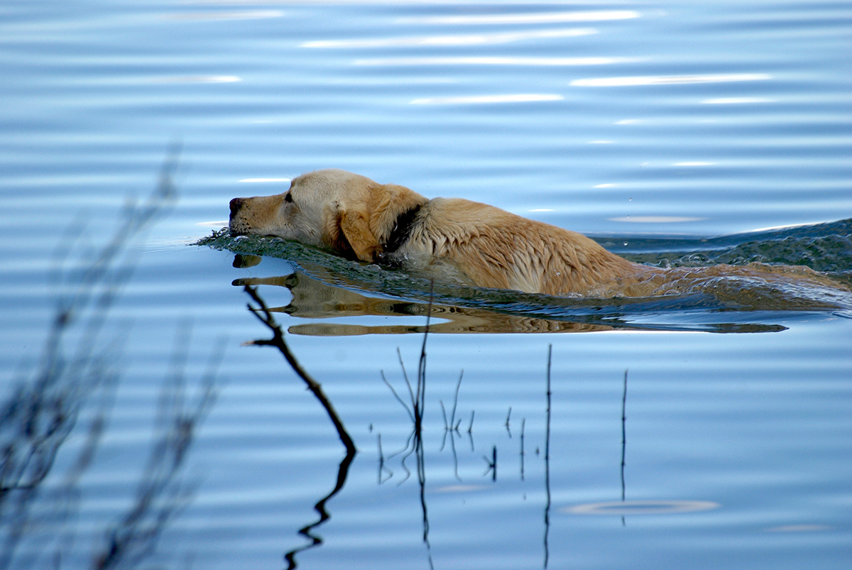 are ponds safe for dogs