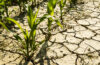 Dry cornfield impacted by drought and climate change