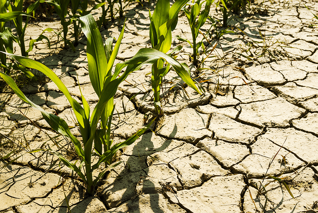 Dry cornfield impacted by drought and climate change