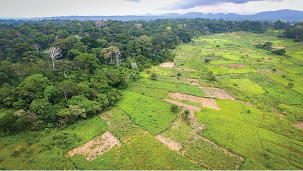 Forest and farmland in Cameroon