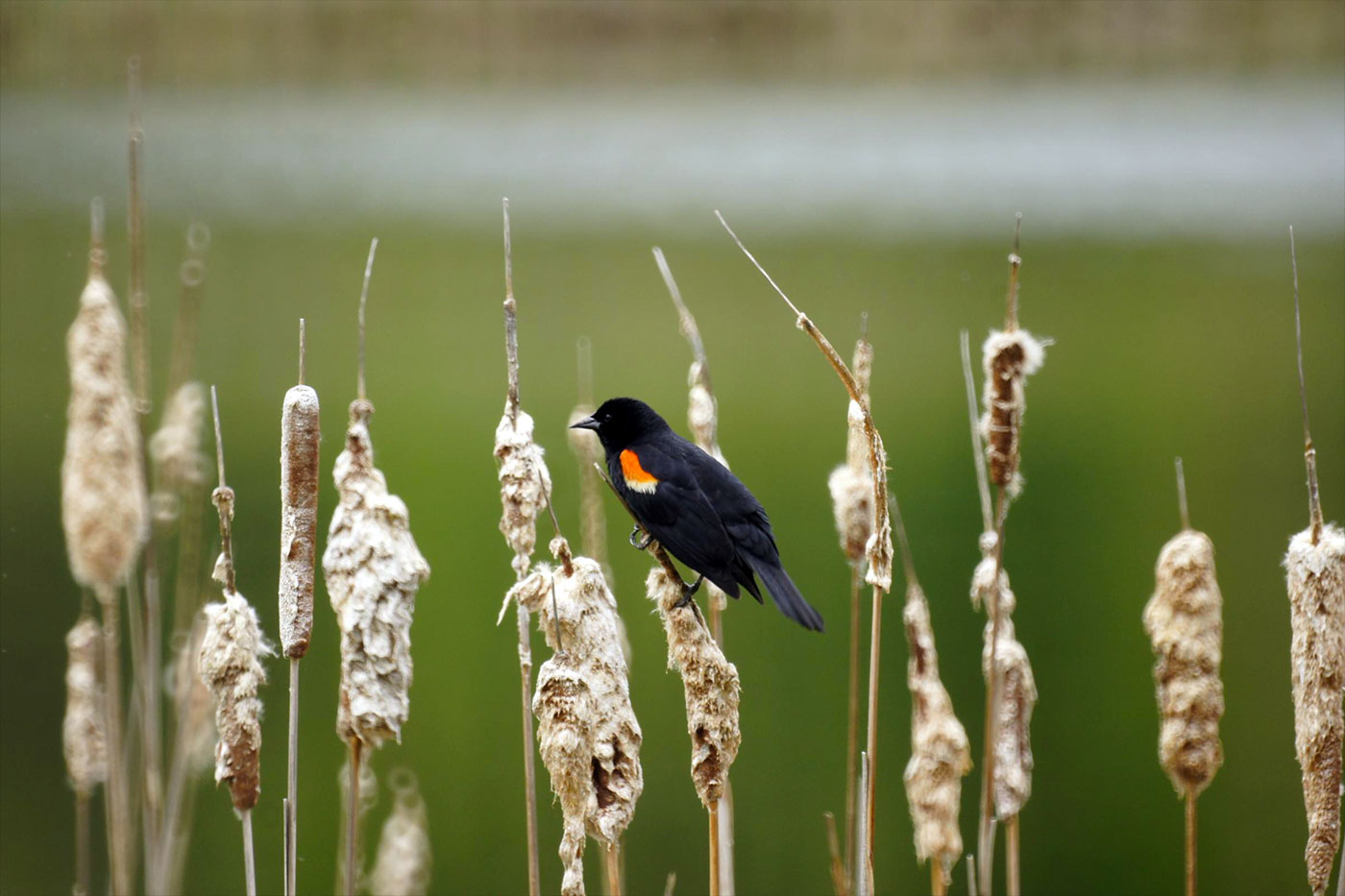 Red-winged blackbird on stalk in field