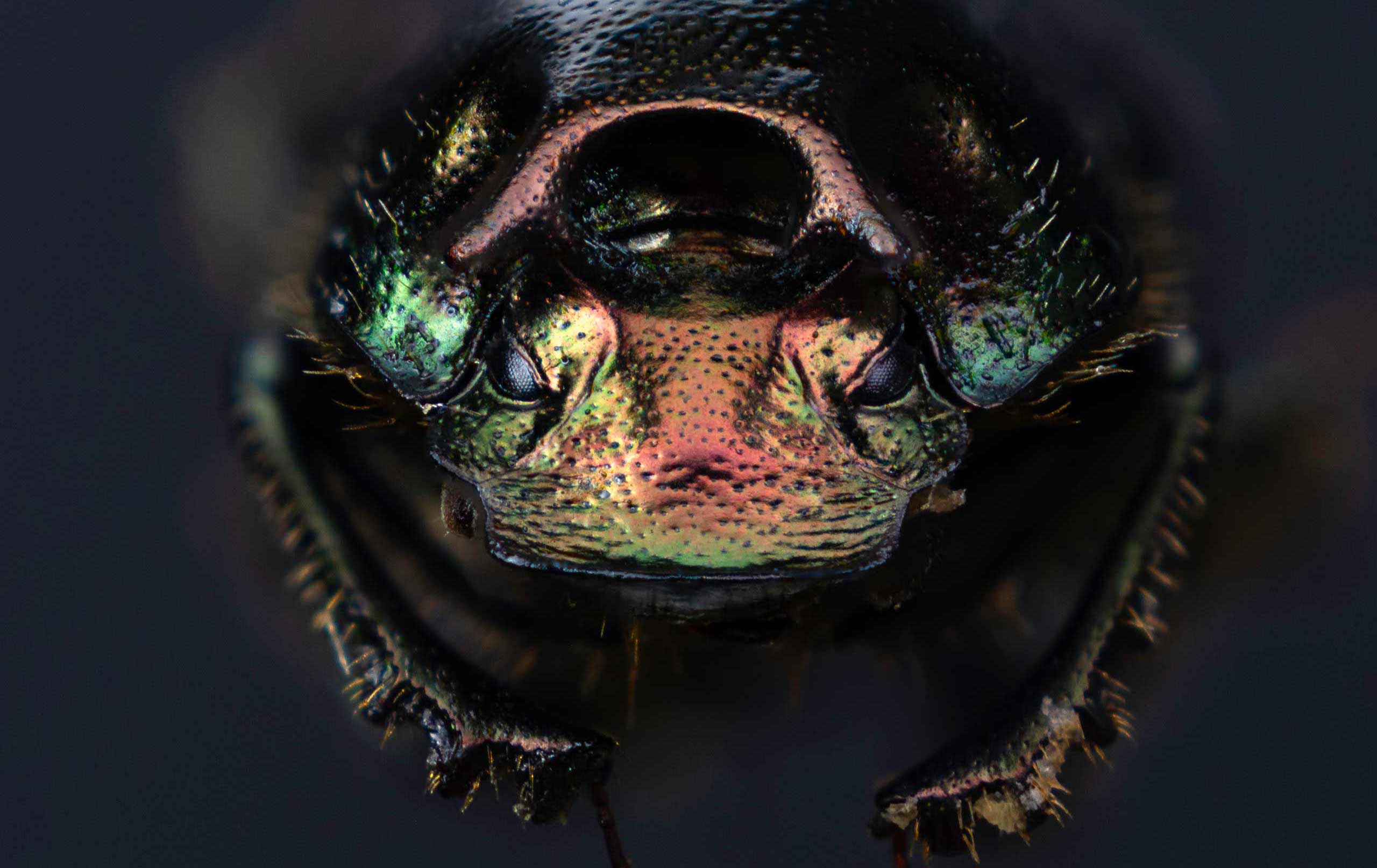 Onthophagus orpheus specimen, close-up view