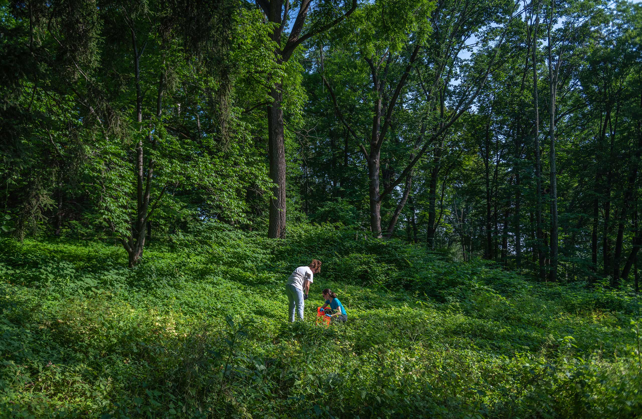 Evolutionary biologist Erin McCullough and student Syd Kochensparger ’25 collecting samples of Onthophagus hecate, orpheus, and striatulus from traps set in Clark’s Hadwen Arboretum