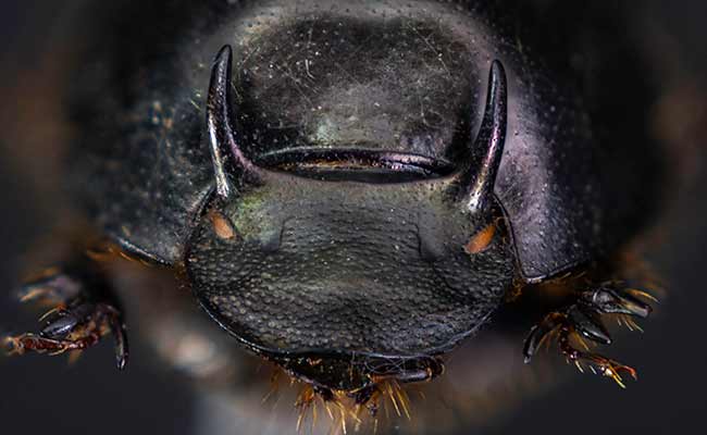 Male onthophagus taurus dung beetle from evolutionary biologist Erin McCullough's lab