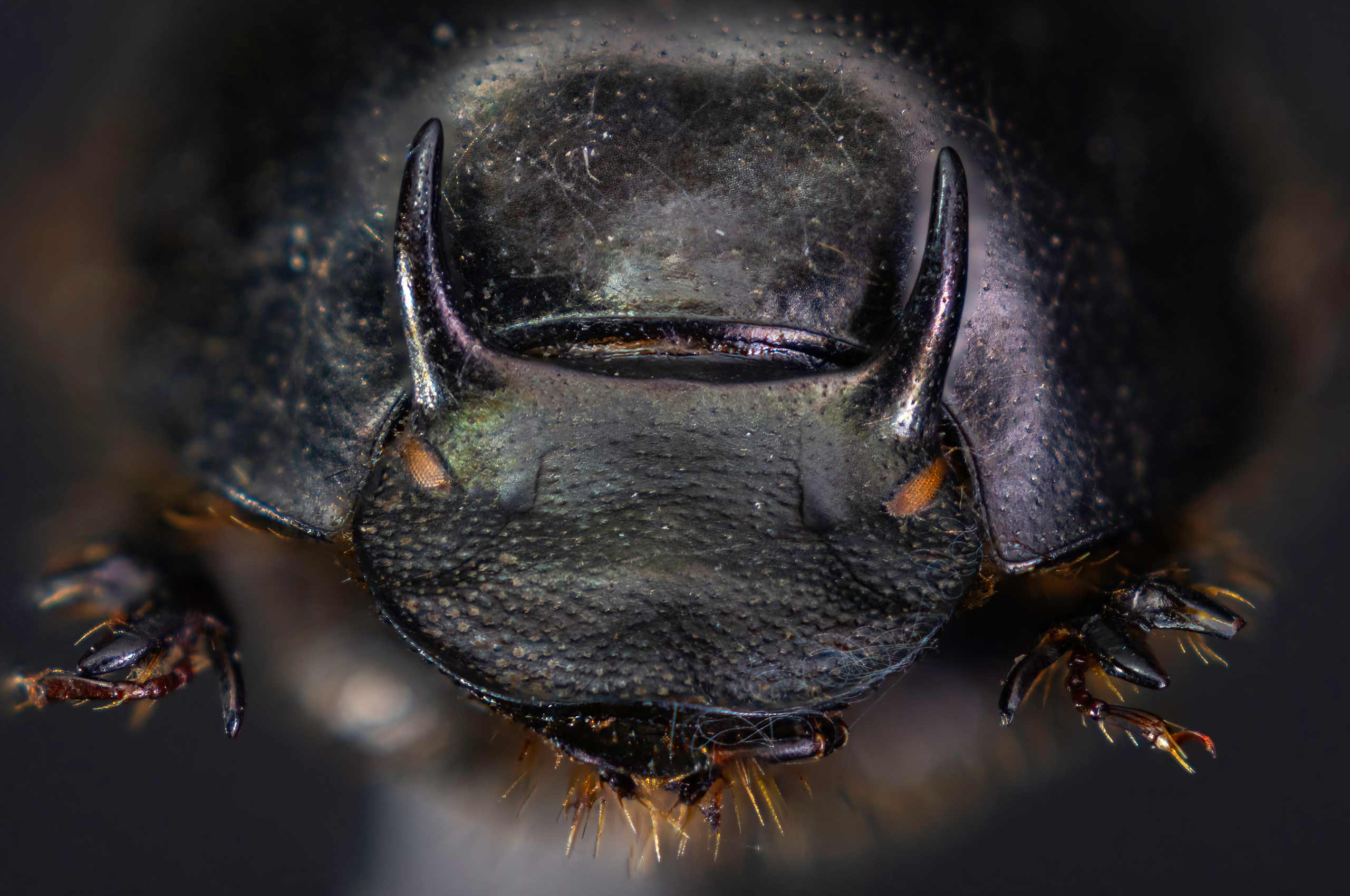 Male onthophagus taurus dung beetle from evolutionary biologist Erin McCullough's lab 